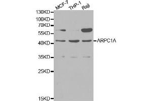 Western blot analysis of extracts of various cell lines, using ARPC1A antibody (ABIN5970429) at 1/1000 dilution. (ARPC1A anticorps)