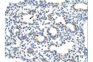 anti-Zinc Finger Protein 265 (Zranb2) (AA 149-198) antibody