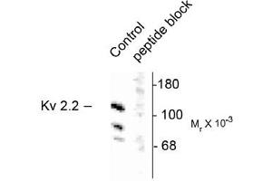 Image no. 1 for anti-Potassium Voltage-Gated Channel, Shab-Related Subfamily, Member 2 (KCNB2) antibody (ABIN305657) (Kv2.2 anticorps)
