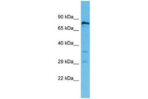 Western Blotting (WB) image for anti-Ring Finger Protein 19B (RNF19B) (C-Term) antibody (ABIN2791901) (RNF19B anticorps  (C-Term))
