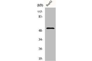 Western Blot analysis of HepG2 cells using Cyclin L1 Polyclonal Antibody (Cyclin L1 anticorps  (C-Term))