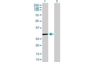 Western Blot analysis of C10orf63 expression in transfected 293T cell line by C10orf63 MaxPab polyclonal antibody.