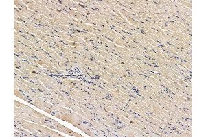 ABIN7096150 and ABIN7100212 at 1/100 staining rat muscle tissue by IHC-P.