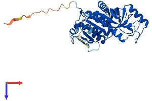 AlphaFold protein structure predicition of Human Recombinant UPP2 Protein, UniprotID O95045