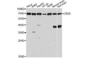 Western blot analysis of extracts of various cell lines, using CD33 Antibody.