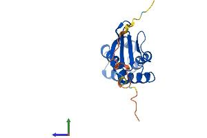 AlphaFold protein structure predicition of Human Recombinant BTG2 Protein, UniprotID P78543