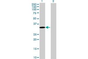 Western Blot analysis of SETBP1 expression in transfected 293T cell line by SETBP1 MaxPab polyclonal antibody. (SETBP1 anticorps  (AA 1-242))