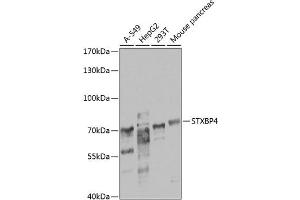 Western blot analysis of extracts of various cell lines, using STXBP4 antibody  at 1:1000 dilution. (STXBP4 anticorps  (AA 344-553))