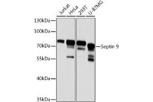 Western blot analysis of extracts of various cell lines, using Septin 9 antibody (ABIN6129127, ABIN6147560, ABIN6147561 and ABIN6224744) at 1:3000 dilution. (Septin 9 anticorps  (AA 1-110))