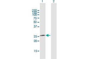 Western Blot analysis of IL24 expression in transfected 293T cell line by IL24 MaxPab polyclonal antibody. (IL-24 anticorps  (AA 1-206))