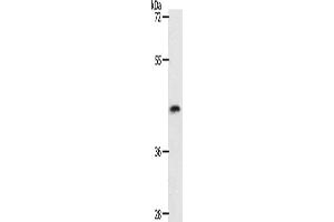 Western Blotting (WB) image for anti-Plasminogen Activator, Tissue (PLAT) antibody (ABIN2426913) (PLAT anticorps)