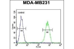 G Antibody (C-term) (ABIN652835 and ABIN2842544) flow cytometric analysis of MDA-M cells (right histogram) compared to a negative control cell (left histogram). (GPA33 anticorps  (C-Term))