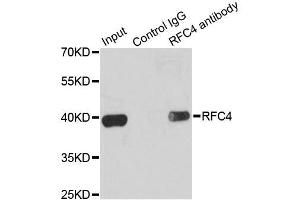 Immunoprecipitation analysis of 200ug extracts of K562 cells using 1ug RFC4 antibody.