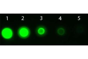 Dot Blot of AKT3 Allophycocyanin Conjugated Monoclonal Antibody.