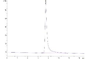 The purity of Human DPPIV Protein is greater than 95 % as determined by SEC-HPLC. (DPP4 Protein (AA 29-766) (His tag))
