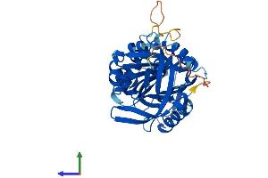AlphaFold protein structure predicition of Human Recombinant SERPINB3 Protein, UniprotID P29508