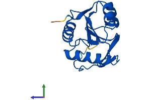 AlphaFold protein structure predicition of Human Recombinant TXNL4B Protein, UniprotID Q9NX01