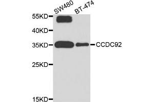 Western blot analysis of extract of SW480 and BT474 cells, using CCDC92 antibody.