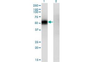 Western Blot analysis of KLF12 expression in transfected 293T cell line by KLF12 monoclonal antibody (M04), clone 3D2. (KLF12 anticorps  (AA 1-90))