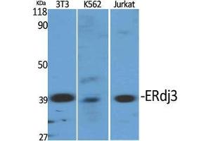 Western Blot (WB) analysis of specific cells using ERdj3 Polyclonal Antibody. (DNAJB11 anticorps  (Internal Region))
