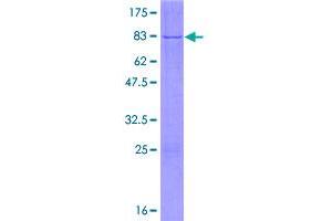Image no. 1 for NFS1, Cysteine Desulfurase (NFS1) (AA 1-457) protein (GST tag) (ABIN1312506)