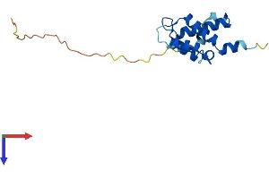 AlphaFold protein structure predicition of Human Recombinant SNTN Protein, UniprotID A6NMZ2