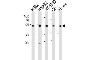 Western blot analysis of lysates from K562, HepG2, HT-1080, rat C6 cell line and human liver tissue lysate (from left to right), using PDIA6 Antibody (Center ) (ABIN390608 and ABIN2840920).