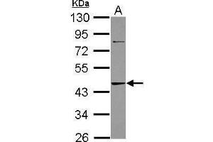 WB Image Sample (30 ug of whole cell lysate) A: A431 10% SDS PAGE antibody diluted at 1:1000 (ADK anticorps)