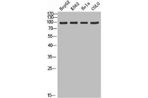 Western blot analysis of HepG2 K562 Hela Colo using ADAMTS-2 antibody. (Adamts2 anticorps  (AA 1140-1211))