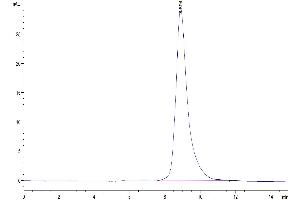 The purity of Mouse CLEC10A is greater than 95 % as determined by SEC-HPLC.