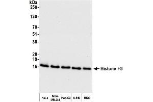 Western Blotting (WB) image for anti-Histone H3 (H3) (C-Term) antibody (ABIN7455227)