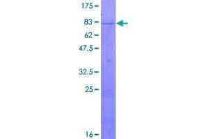 Image no. 1 for Zinc Finger Protein 683 (ZNF683) (AA 1-509) protein (GST tag) (ABIN1326374)