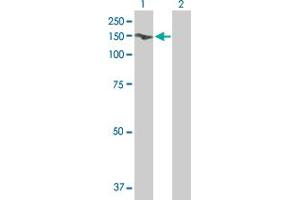 Western Blot analysis of GTF2I expression in transfected 293T cell line by GTF2I MaxPab polyclonal antibody. (GTF2I anticorps  (AA 1-976))