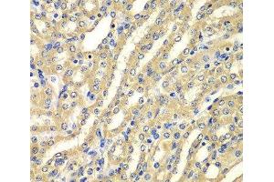 Immunohistochemistry of paraffin-embedded Mouse kidney using WIPI2 Polyclonal Antibody at dilution of 1:100 (40x lens). (WIPI2 anticorps)