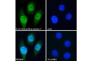 ABIN5539534 Immunofluorescence analysis of paraformaldehyde fixed NIH3T3 cells, permeabilized with 0. (HDAC1 anticorps  (C-Term))