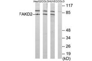 Western Blotting (WB) image for anti-FAST Kinase Domains 2 (FASTKD2) (AA 171-220) antibody (ABIN2889780) (FASTKD2 anticorps  (AA 171-220))