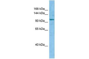 WB Suggested Anti-WWC1 Antibody Titration: 1. (WWC1 anticorps  (C-Term))