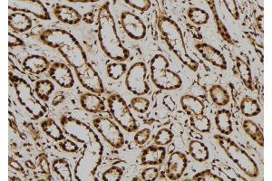 ABIN6276309 at 1/100 staining Human kidney tissue by IHC-P. (ERK2 anticorps  (Internal Region))