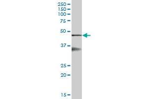 SERPINB6 MaxPab polyclonal antibody.