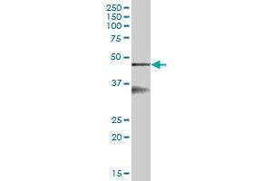 SERPINB6 MaxPab polyclonal antibody. (SERPINB6 anticorps  (AA 1-376))
