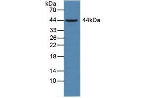 Western blot analysis of Rat Liver Tissue. (CD147 anticorps  (AA 59-321))