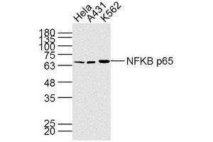 Lane 1: HeLa; Lane 2: A431; Lane 3: K562 cell lysate probed with NFKB p65 (7G6) Monoclonal Antibody, unconjugated (bsm-33117M) at 1:300 overnight at 4°C followed by a conjugated secondary antibody at 1:10000 for 90 minutes at 37°C. (NF-kB p65 anticorps)