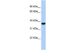 Western Blotting (WB) image for anti-Exosome Component 2 (EXOSC2) antibody (ABIN2458529) (EXOSC2 anticorps)