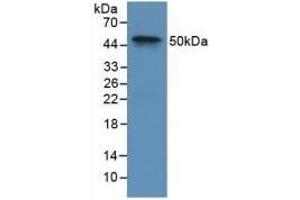 Detection of Recombinant F9, Rabbit using Polyclonal Antibody to Coagulation Factor IX (F9) (Coagulation Factor IX anticorps  (AA 1-146))