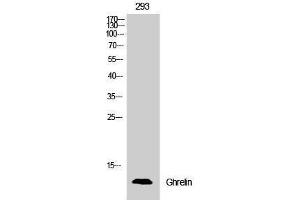 Western Blotting (WB) image for anti-Ghrelin (GHRL) (Internal Region) antibody (ABIN3180066) (Ghrelin anticorps  (Internal Region))