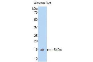 Western Blotting (WB) image for anti-Surfactant Protein C (SFTPC) (AA 94-193) antibody (ABIN1860605)