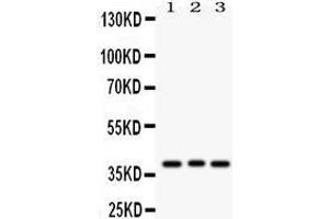 Anti-WNT2 Picoband antibody, Western blotting All lanes: Anti WNT2  at 0.