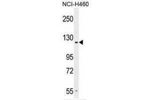 GPR144 Antibody (Center) western blot analysis in NCI-H460 cell line lysates (35µg/lane). (GPR144 anticorps  (Middle Region))