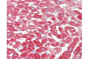 Anti-CRYAB / Alpha B Crystallin antibody IHC staining of human heart. (CRYAB anticorps)