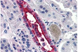 Human Kidney (formalin-fixed, paraffin-embedded) stained with AQP2 antibody ABIN290706 at 20 ug/ml followed by biotinylated goat anti-rabbit IgG secondary antibody ABIN481713, alkaline phosphatase-streptavidin and chromogen. (AQP2 anticorps  (N-Term))
